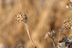 Centaurea × livonica