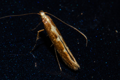 Caloptilia selenitis
