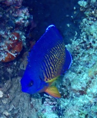 Centropyge bispinosa