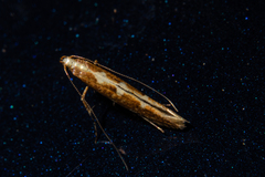 Caloptilia selenitis