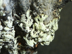 Parmeliopsis ambigua