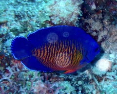 Centropyge bispinosa