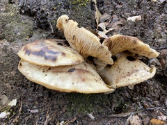 Omphalotus nidiformis
