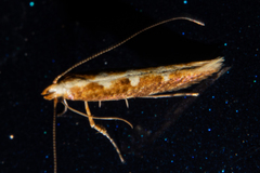 Caloptilia selenitis