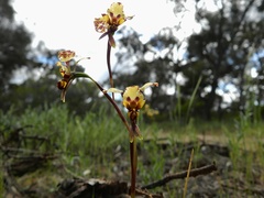 Diuris pardina