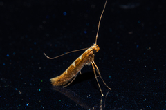 Caloptilia selenitis