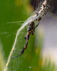 Trichonephila edulis