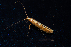 Caloptilia selenitis