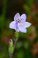 Thelymitra juncifolia