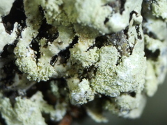 Parmeliopsis ambigua