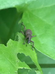 Metapocyrtus adspersus