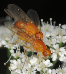 Psila fimetaria
