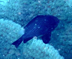 Dascyllus trimaculatus