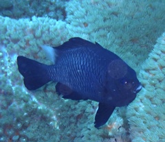 Dascyllus trimaculatus