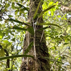 Nestegis cunninghamii