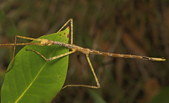 Anchiale austrotessulata