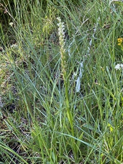Platanthera dilatata leucostachys