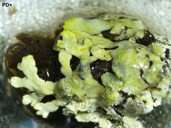 Parmeliopsis ambigua