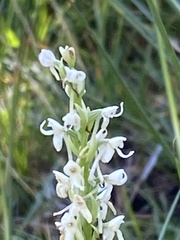 Platanthera dilatata leucostachys