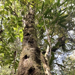 Nestegis cunninghamii