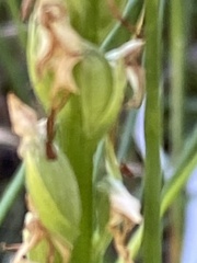Platanthera dilatata leucostachys
