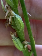 Platanthera dilatata leucostachys