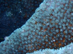 Duncanopsammia peltata