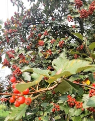 Scandosorbus intermedia