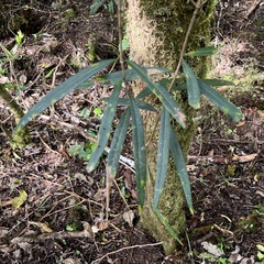 Nestegis cunninghamii