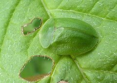 Cassida viridis