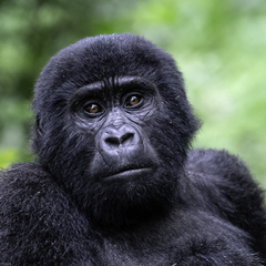 Gorilla beringei beringei