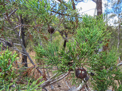 Callitris columellaris