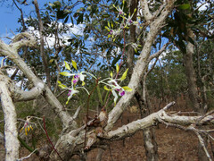 Dendrobium canaliculatum