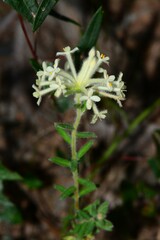 Pimelea octophylla