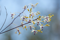 Dendrobium canaliculatum