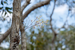 Dendrobium canaliculatum