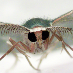 Chlorocoma melocrossa