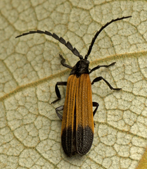 Synchonnus clientulus