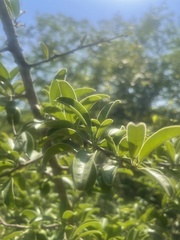 Ximenia caffra caffra