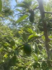 Ximenia caffra caffra