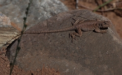 Ctenophorus vadnappa