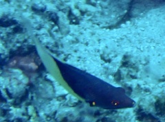 Bodianus mesothorax