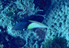 Bodianus mesothorax