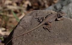 Ctenophorus vadnappa