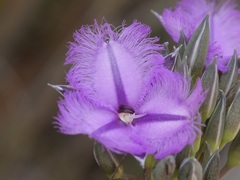 Thysanotus multiflorus