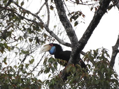 Rhyticeros undulatus