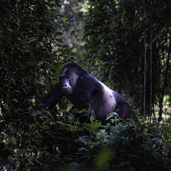 Gorilla beringei beringei