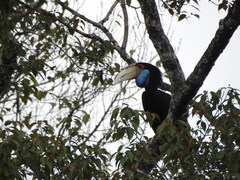 Rhyticeros undulatus