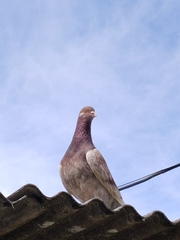 Columba livia domestica
