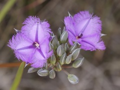 Thysanotus multiflorus